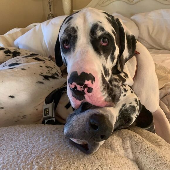 LIKE THIS LISTING TO BE NOTIFIED OF FUTURE SHOWS - Picture 6 of 8